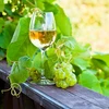 Дрожжи Enovini® OK WHITE - снижающие кислотность, 7 г - 9 ['яблочные дрожжи', ' белые виноградные дрожжи', ' яблочное вино', ' виноградное вино', ' снижающие кислотность дрожжи', ' белые винные дрожжи', ' сухие дрожжи', ' домашнее вино']