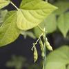 Хлопковый шпагат, зеленый, 55 м / 100 г - 10 ['хлопковый шпагат', ' шпагат из хлопка', ' шпагат для нежных растений', ' натуральная нить', ' эко-нить', ' макраме-нить', ' вязальная нить', ' ремесленная нить', ' шпагат для вешания занавесок', ' зеленый шпагат', ' зеленая нить']