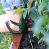 Наколенники для садовых работ - 7 ['наколенники', ' защита колен', ' предохранение колен', ' наколенники садовые', ' садовые протекторы для колен']
