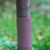 Ограждение для саженцев деревьев - спираль, Ø3,5 x 60см, 2 шт - 3 