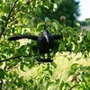 Стартовый ворон - отпугиватель птиц - 5 ['от голубей', ' защита плодов от птиц', ' пластиковый ворон', ' для сада', ' для балкона', ' балконные отпугиватели для птиц', ' ворон на балкон', ' искусственный ворон', ' ворона для отпугивания']