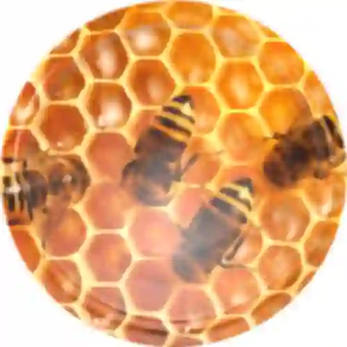 Завинчивающаяся крышка Ø66 «пчелиные соты» - 10 шт.